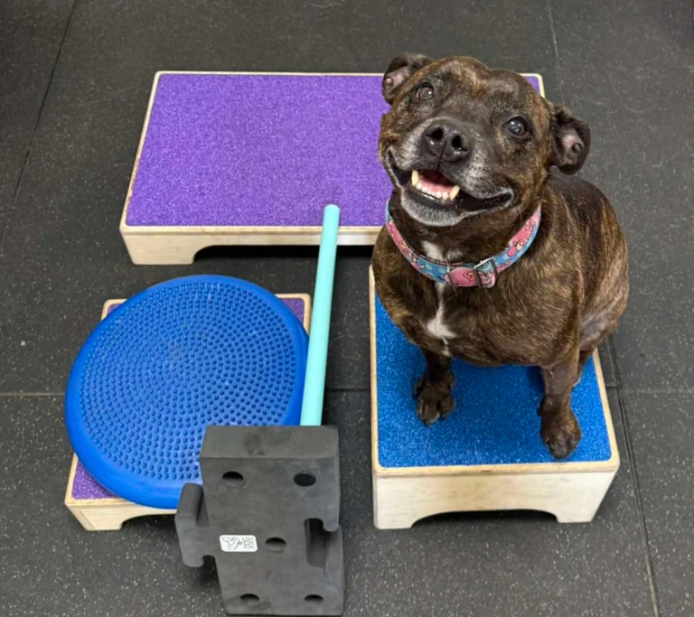 Psi Balans – praca z psem w Myślenicach